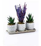 Trio Authentic Series Argrant Lavender and Haworthia (ترکیه) کد 11/4 