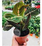 گیاه Calathea Maranta فرم چند رنگ گل دعا گیاه دفتر خانه (ترکیه) کد 86/103