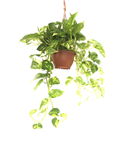 پیچک خانگی حلق آویز scindapsus pothos (ترکیه)