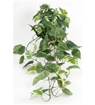 Pothos Ivy Altuni Pothos Ivy Potos گل خانه پیچک گیاه خانه پیچک گیاه گلدانی (ترکیه)