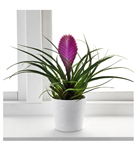 Tillandsia Air Plant 15 20 سانتی متری House Plant گیاه اداری (ترکیه)