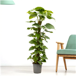 گیاه Epipremnus Aureum Golden Pothos XXL آلمان کد 23/7