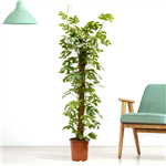 گیاه Monstera minima آلمان کد 23/8