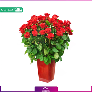 باکس گل رز قرمز 70 شاخه