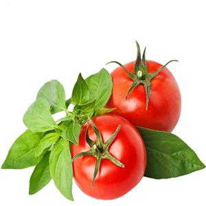 گوجه فرنگی کشت کالا 