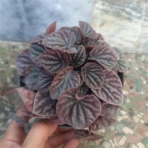 پپرومیا چروک قرمز