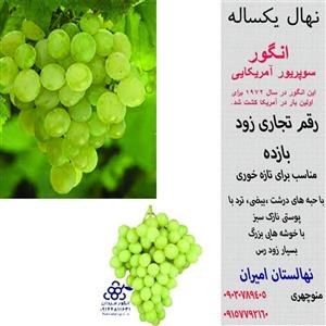 نهال انگور سوپریور خارجی -گلدانی  یکساله تضمینی