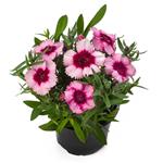 بذر قرنفل صورتی Dianthus diana هیبرید پاکوتاه گلدانی بسته 10 عددی