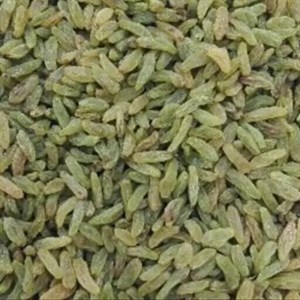 کشمش سبز پاکت یک کیلویی