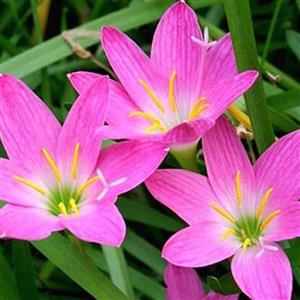 پیاز گل سوسن (یک عدد )