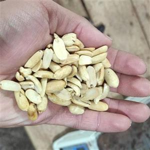 بادام زمینی آماده کره گیری درجه 1  آستانه اشرفیه کره بادام زمینی