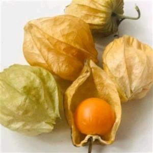 فیسالیس physalis