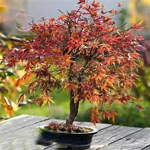 بذر درخت افرا پالماتوم افرا اتراب (2 عددی)