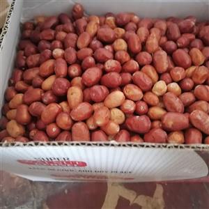 سنجد درشت وخوشرنگ