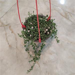کاکتوس غوره ای گیاه رونده باغچه ای و آپارتمانی سایز متوسط