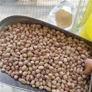 لوبیا چیتی یک کیلویی دستچین خمین