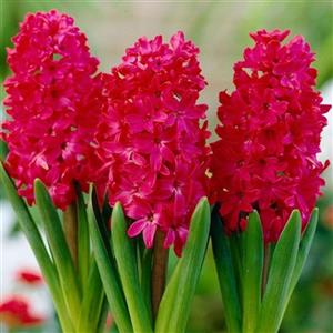 پیاز گل سنبل هلندی  سرخابی (یک عدد )