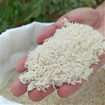 برنج طارم هاشمی شالیزار شخصی آستانه  10kg تضمین بازگشت
