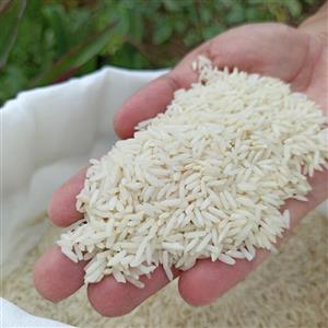 برنج طارم هاشمی شالیزار شخصی آستانه  10kg تضمین بازگشت 