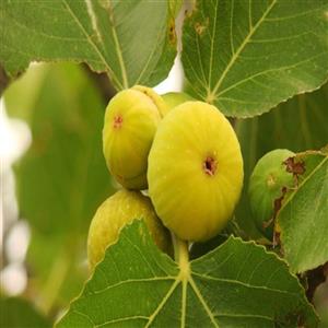 نهال انجیر سیاه استهبان