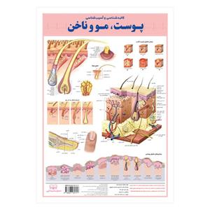 پوستر آموزشی انتشارات اندیشه کهن مدل آسیب‌شناسی و کالبدشناسی پوست، مو و ناخن