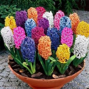 پیاز گل سنبل هلندی وارداتی  الوان (یک عدد )