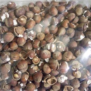فندق گیلان بو داده با نمک نیم کیلویی ارسالی از تهران
