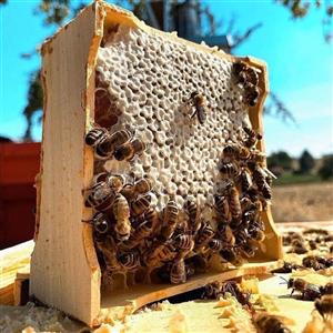 عسل کوهستان(نیم کیلویی)کاملا طبیعی کشاورز قاینات و زیرکوه
