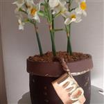 کیک گلدان  برای مادر کیک شکلاتی بافیلینگ  قهوه لاته وکرم دبل چاکلت وچیپس شکلاتی وباتزیین گل های طبیعی نرگس