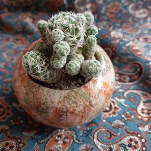 گل کاکتوس و ساکولنت خورشیدی