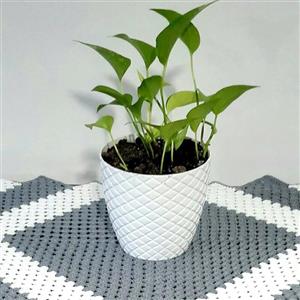 رانر قلاب بافی با ترکیب رنگ شیک و زیبا قابل سفارش در رنگ دلخواه شما