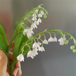 گل موگه خمیری( بسیار شیک و طبیعی ) با ارتفاع25س و دارای 12 تا گل و سه تا غنچه و یک برگ