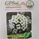 آلسیوم سفید بذر گل زینتی جهت مصارف خانگی در بسته بندی بسیار شیک و مقاوم عرضه می‌شود