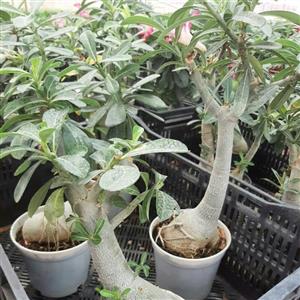 آدنیوم تنه قوی و بزرگ اماده گلدهی و گلدار همگی چند شاخ هستن و بنسای قوی