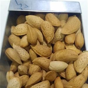 بادام سنگی کوهی یک کلویی