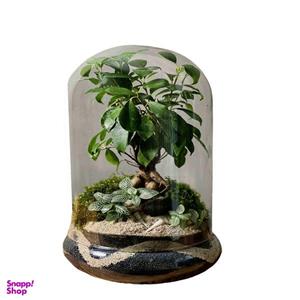 تراریوم بنسای فیکوس رتوزا کد 20