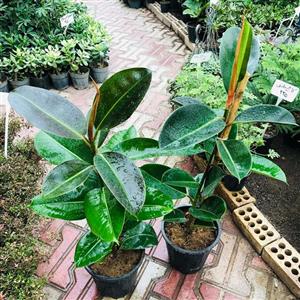 فیکوس الاستیکا سبز (گیاه فیکوس الاستیکا اپارتمانی)