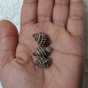 حلزون مدل توت فرنگی شکلاتی خلیج فارس مناسب سمع و رزین و تزیینات
