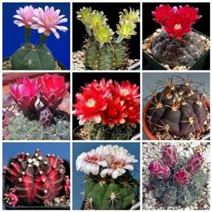 بذر یا تخم کاکتوس ژیمینو کالسیوم میکس بسته 10 عددی درجه یک