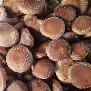 قارچ شیتاکه تازه(2kg)تولید ایران  بذر ژاپنی ماندگاری 15 روز