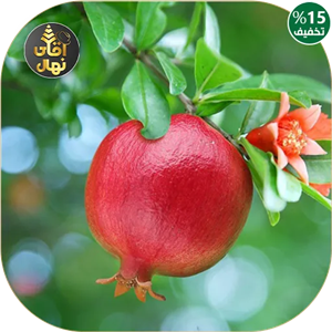 نهال پیوندی انار پوست سیاه دوساله (حداقل ارسال 4 عدد)