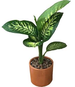 گیاه دیفن باخیا 977A