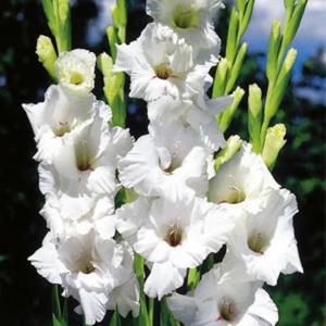 پیاز گلایل سفید هلندی ۴ عددی