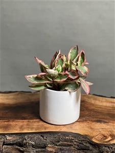 گیاه قاشقی لب ماتیکی