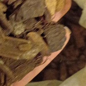 خاک آماده ارکیده (بارک ، ذغال ، لیکا ) مناسب برای 3 گلدان