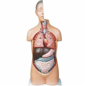 مولاژ نیم تنه انسان (1/2 اندازه طبیعی)