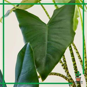 آلوکازیا زبرینا