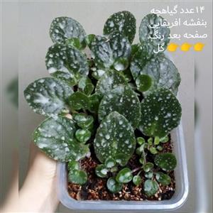 گل آپارتمانی بنفشه افریقایی سایز گیاهچه