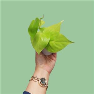 گیاه آپارتمانی اسکاندیس نئون