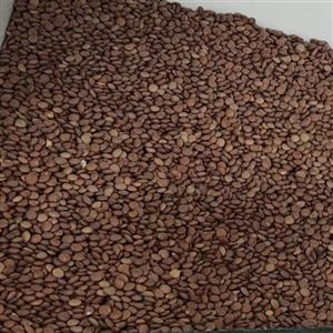 عدس آرژانتینی (یک کیلو)